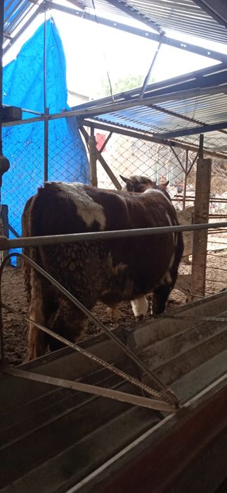 Gibrid buqqa sotiladi