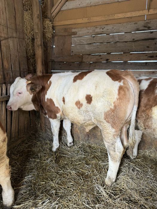 De vânzare  viței bălțați