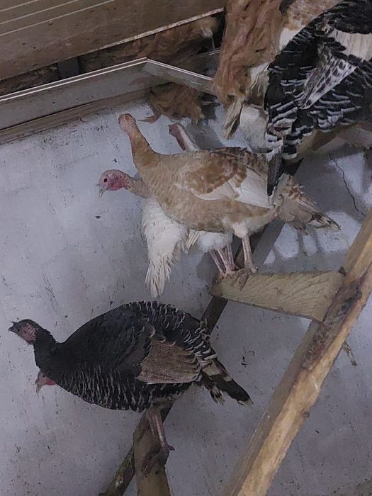 Индюшки на племя