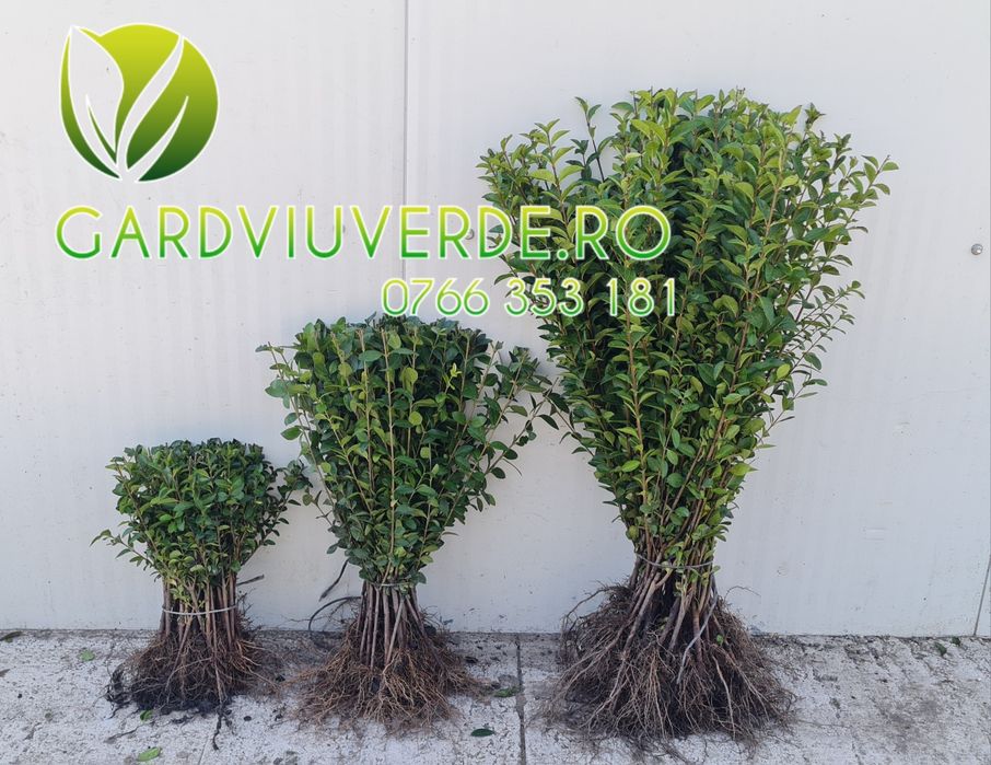 Gard viu Lemn Cainesc Ligustrum Ovalifolium