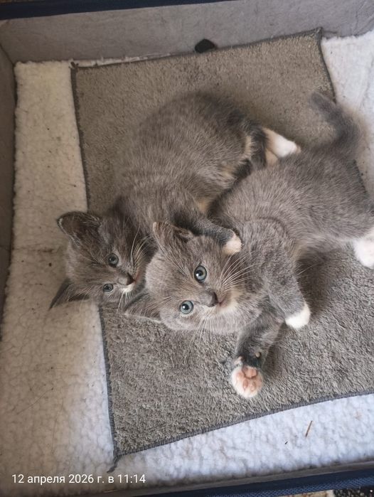 Отдам кошечку серую, 2 мес.