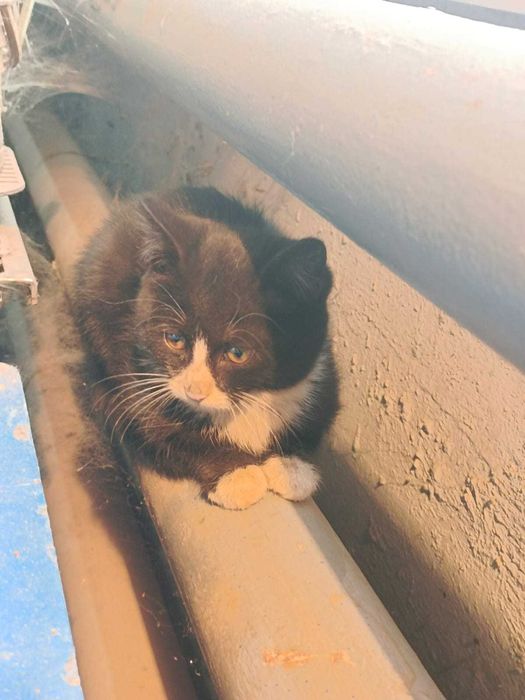 Отдадим котят бесплатно