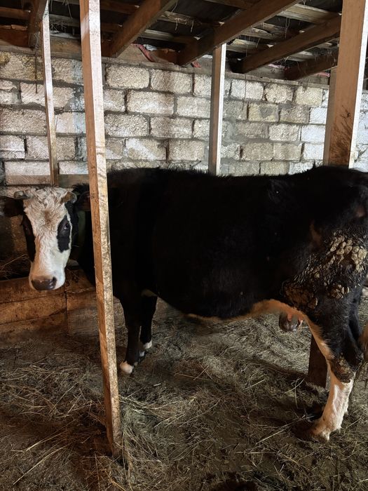 Буаз сиыр 5 жасар. 3ші рет туайын деп тұр. Майдың аяғына қарай туады