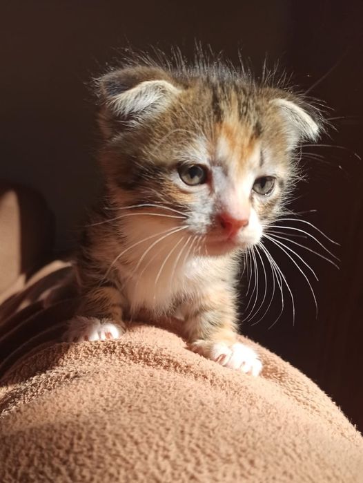 Вислоухие котята.