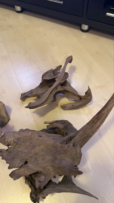 Мангровые коряги