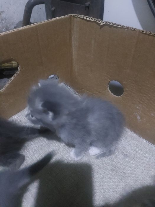 Котята от британки