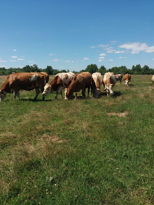 Vând vaci Bălțată Românească