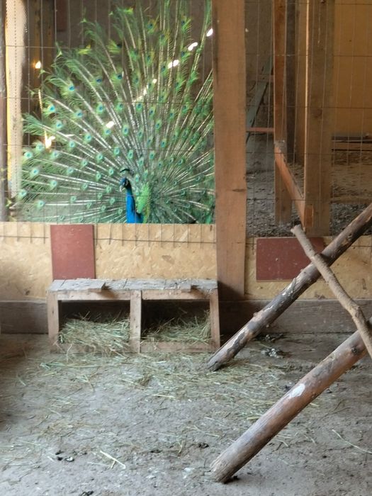 Паблин сатылады 80 мың Саудасы бар