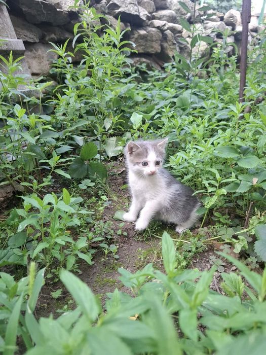 Три малки котенца