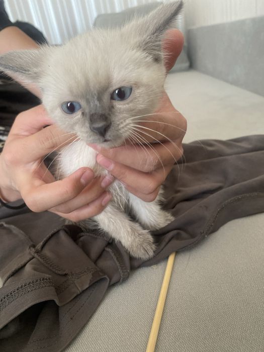 11 айфон с гарантий