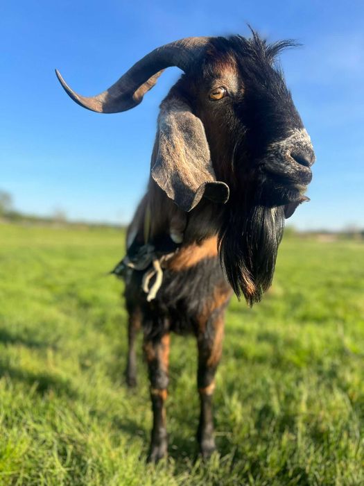 Țap angolo nubian de vânzare