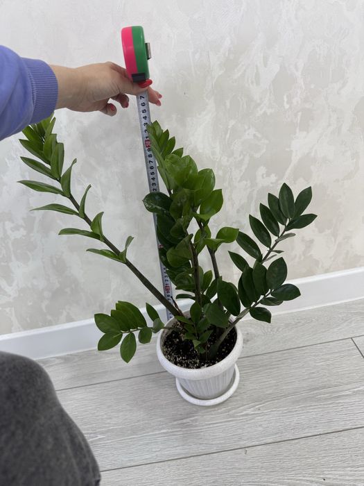 Долларовое дерево Замиокулькас