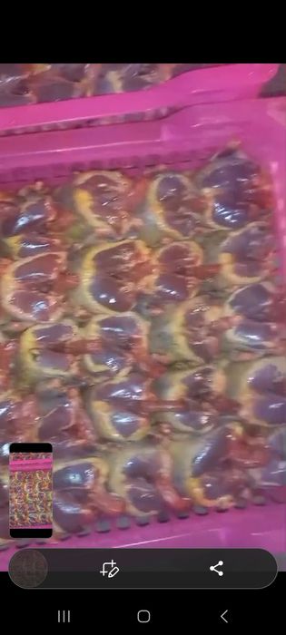 Дикие сизие голуби