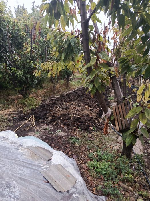 Биогомус сифатли