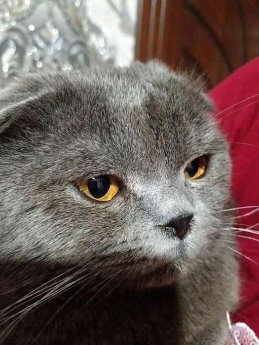Скоттиш фолд мушук
