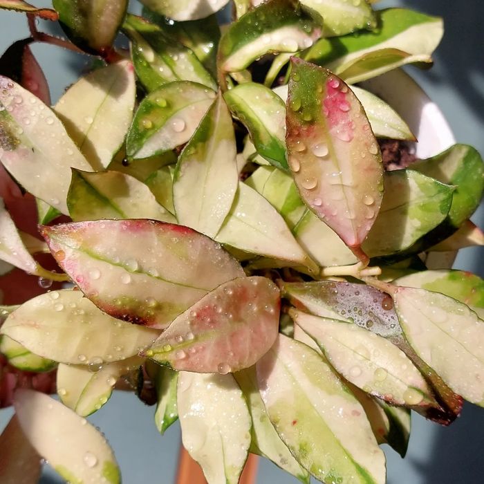 Хойи . Комнатные растения .