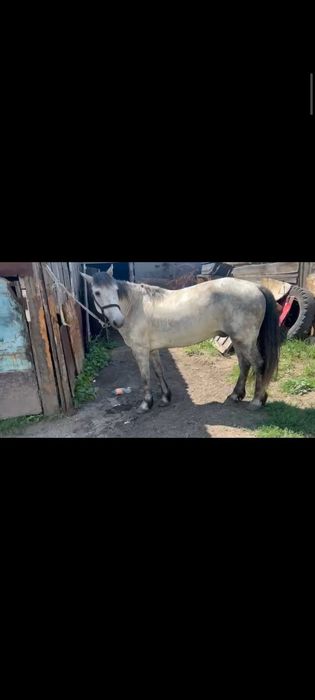Срочно. Ат сатылымда міңгі жуас. Аяң жорға.