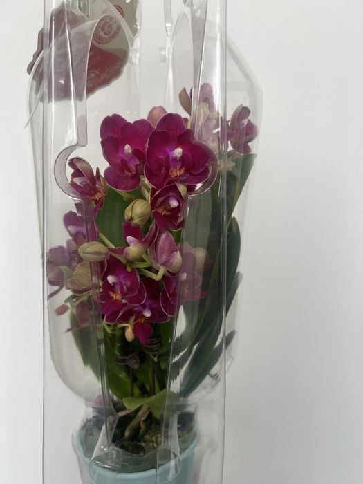 Орхидеи в продаже