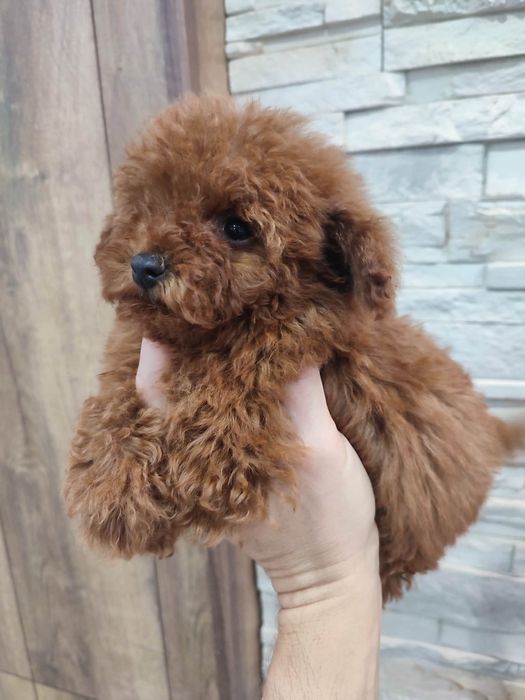 Пудел Той/Poodle Toy