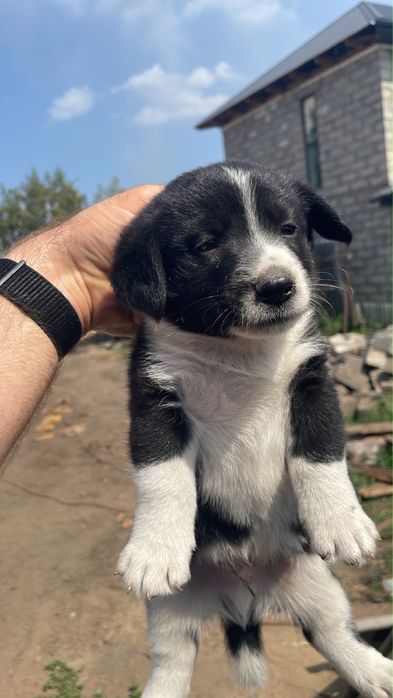 Отдадим бесплатно щенят