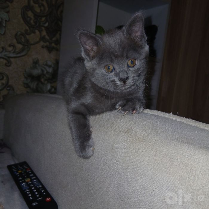 Срочно продаётся шотландские котята