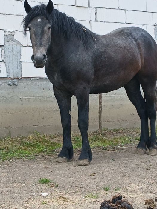 Vând mânză de 2 ani.