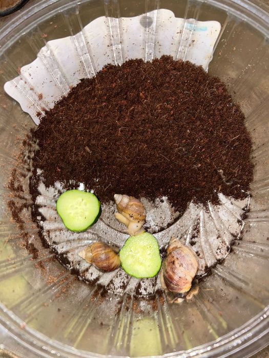 Улитка ұлу. Пайдалы емдік ұлу