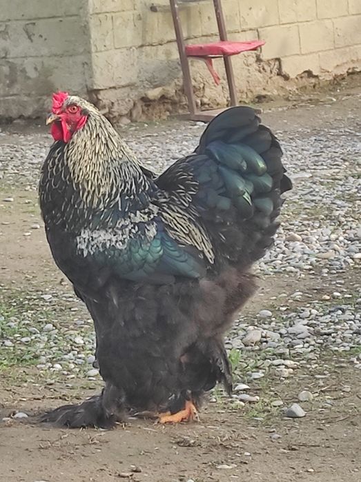 Продает чёрный брама