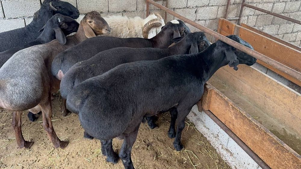 Qoy куй кой qochqorlar sotiladi 20 kg 60kg bor