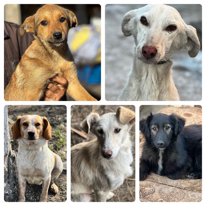 Собаки в хорошие руки