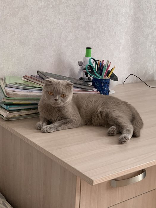 Отдам кошку в хорошие руки