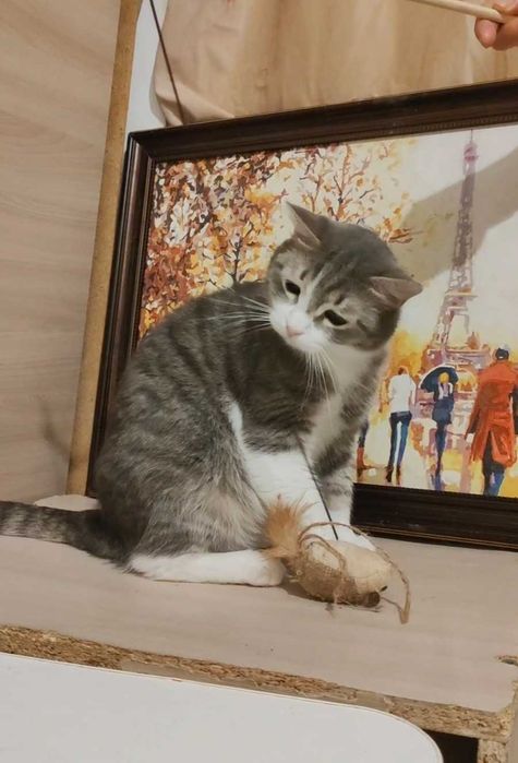 Добрый котик ищет дом