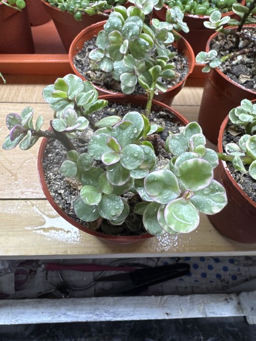 Продам партулакарию вариегатную!