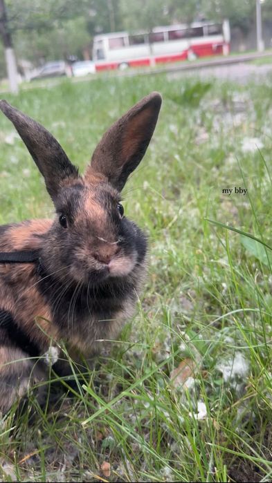 Карликовый Кролик