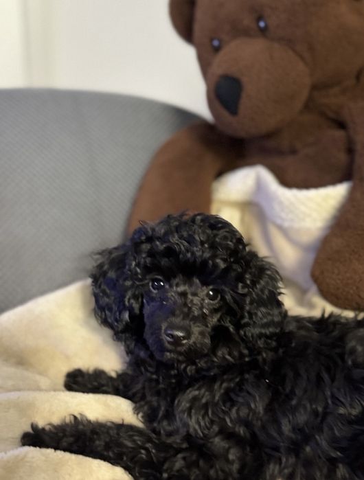 Продается милейшая девочка той-пудель,