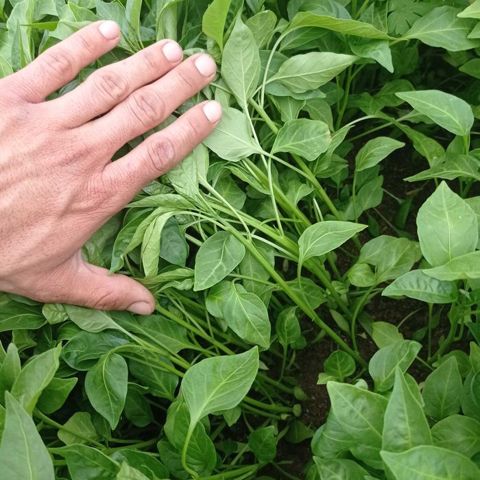 Продавам готов расат