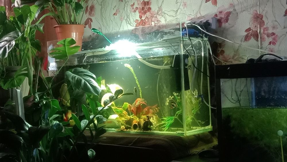Аквариумы три штуки