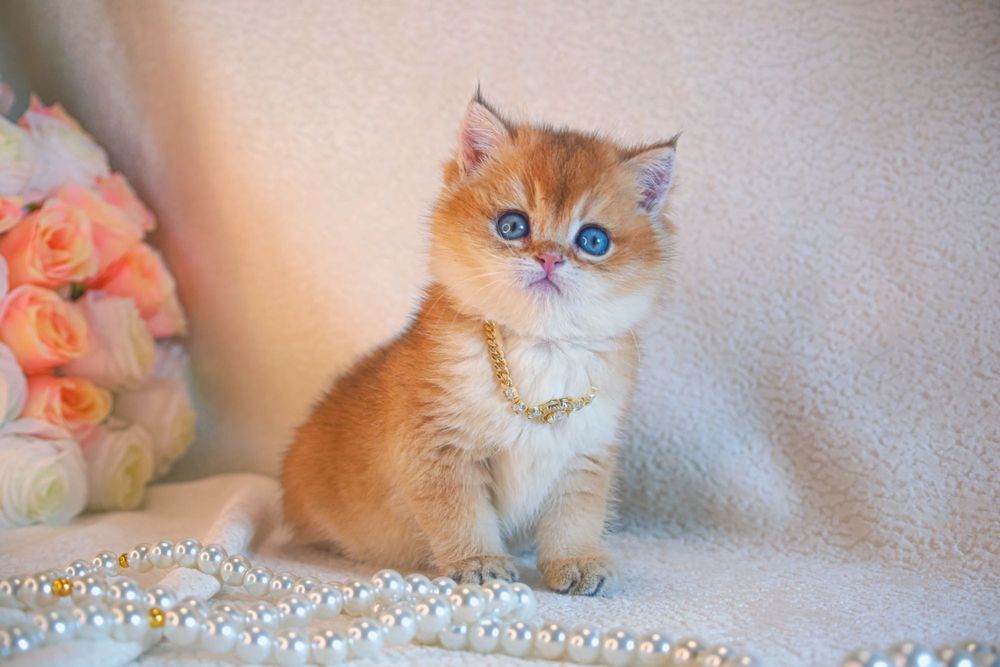 Британская  золотая шиншилла. С родословной и прививками!