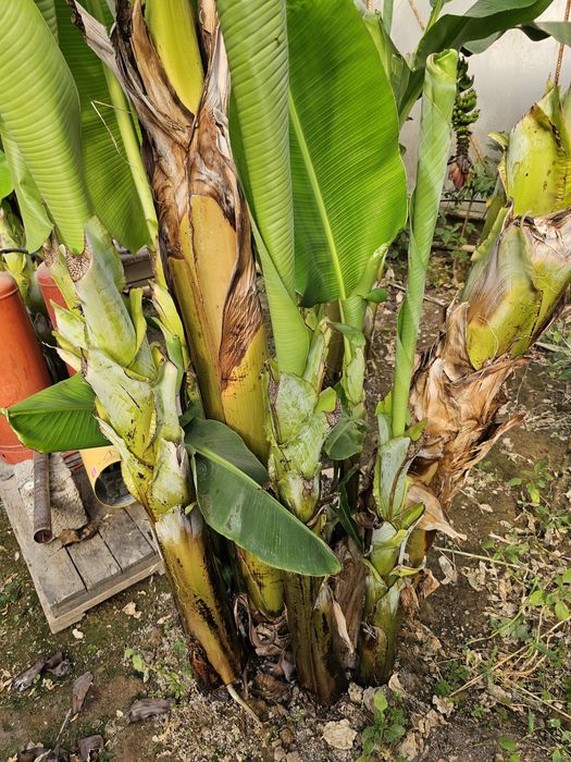 Ута ширин банан кучатлари