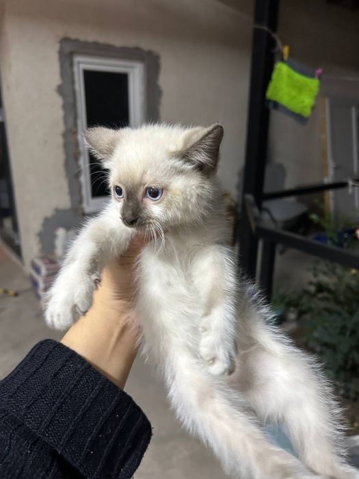 Отдам котёнка в добрые руки