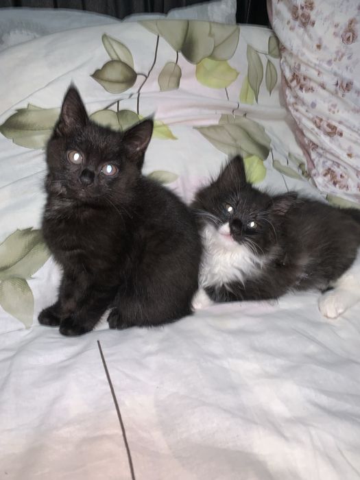 Отдаю корят в добрые руки!!!