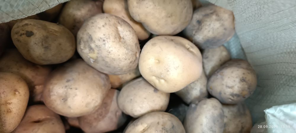 картофель дачный крупный