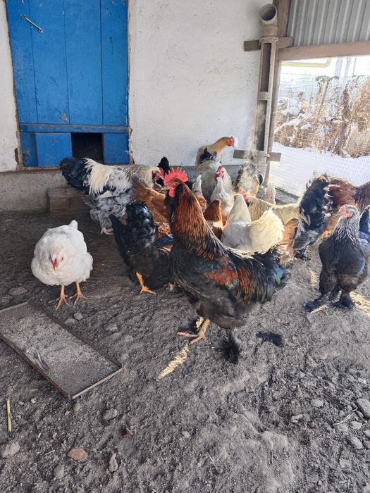 Продам петушков Брама