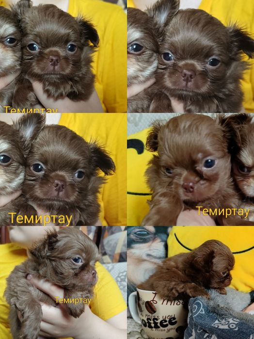 Шикарный малыш чихуахуа