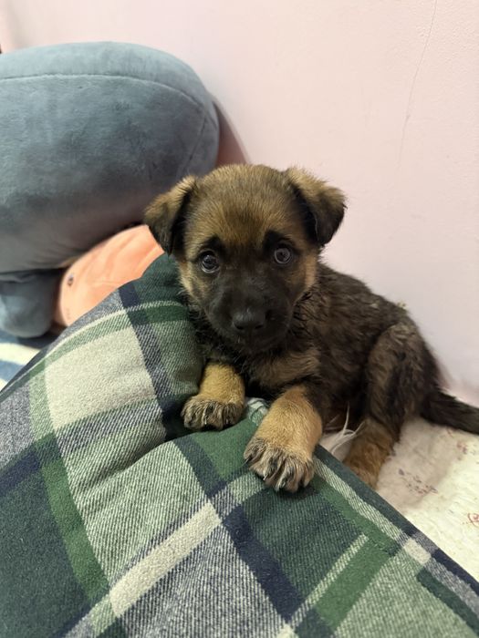 отдам в добрые руки