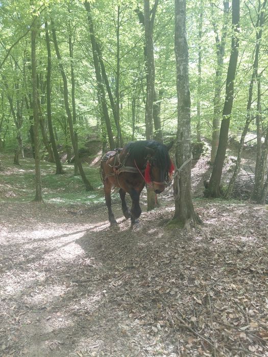 de leiDe vânzare  sau schimb cu iapa 85 mil.negociabil