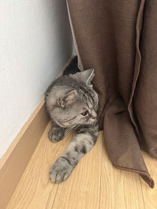 Отдадим девочку кошку в добрые руки