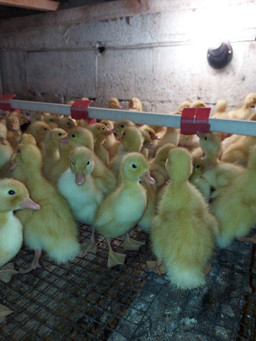 Цыплята  Бройлер.