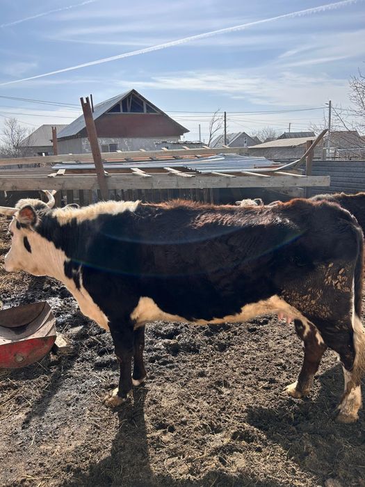 Сүтті сиыр сатылады