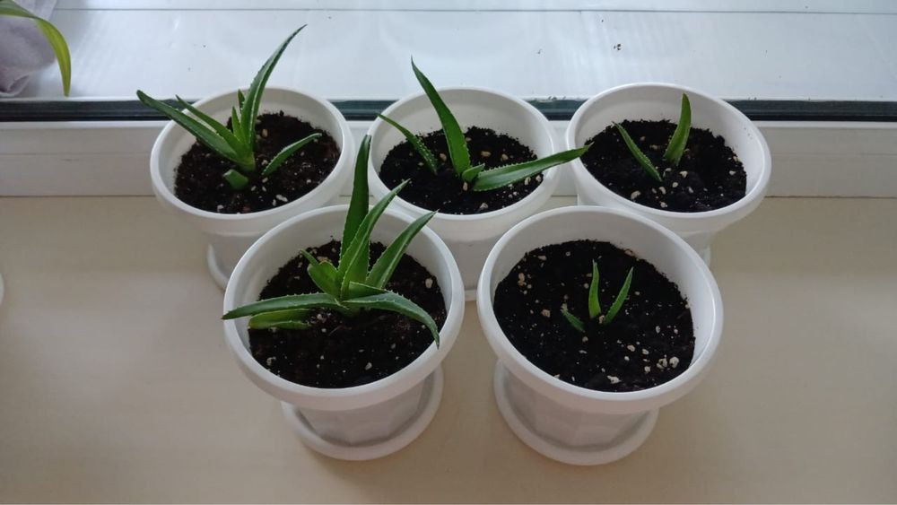 алое,столетник комнатные цветы